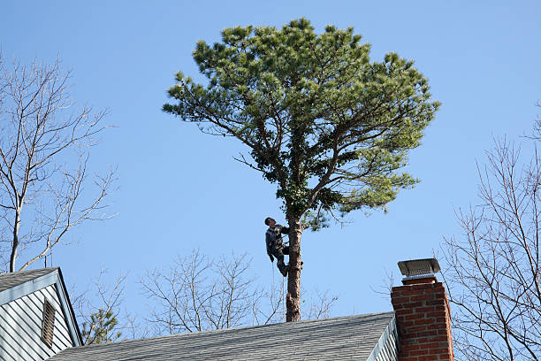 Seasonal Cleanup (Spring/Fall) in Wauwatosa, WI